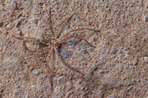 Réf. 337 014 : Heteropoda venatoria
